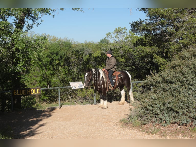 Gypsy Horse Mare 5 years 13.3 hh Pinto in Dublin