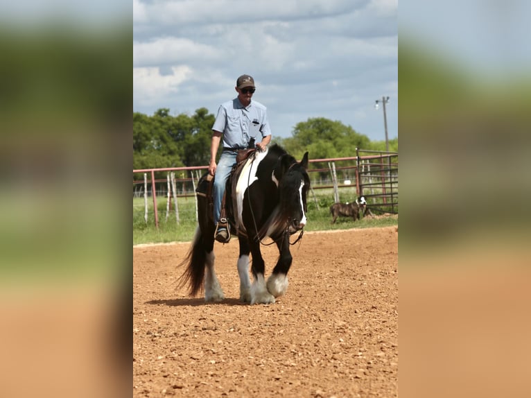 Gypsy Horse Mare 5 years 13.3 hh Pinto in Dublin