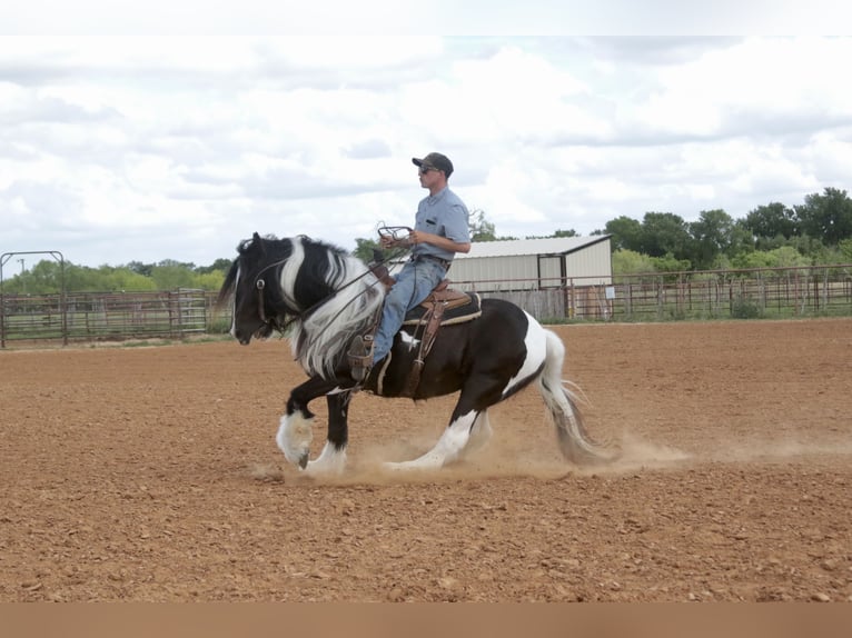 Gypsy Horse Mare 5 years 13.3 hh Pinto in Dublin