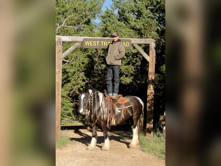 Gypsy Horse Mare 5 years 13.3 hh Pinto in Dublin