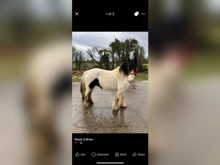 Gypsy Horse Mare 5 years 13 hh Leopard-Piebald in Galway