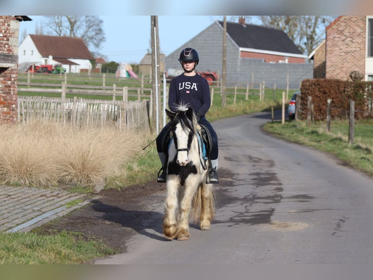 Gypsy Horse Mare 5 years 13 hh Pinto in Bogaarden