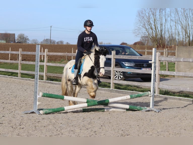 Gypsy Horse Mare 5 years 13 hh Pinto in Bogaarden