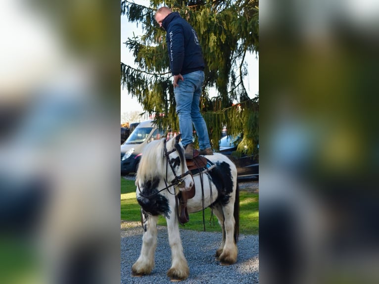 Gypsy Horse Mare 5 years 13,1 hh Pinto in Linkenbach