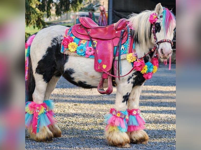 Gypsy Horse Mare 5 years 13,1 hh Pinto in Linkenbach