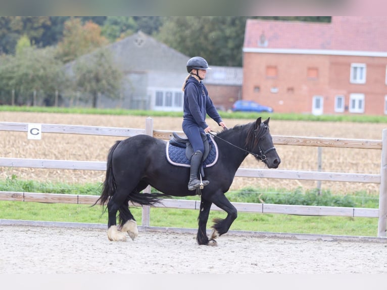 Gypsy Horse Mare 5 years 13,2 hh Black in Bogaarden