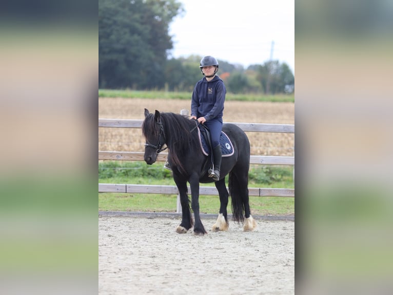 Gypsy Horse Mare 5 years 13,2 hh Black in Bogaarden