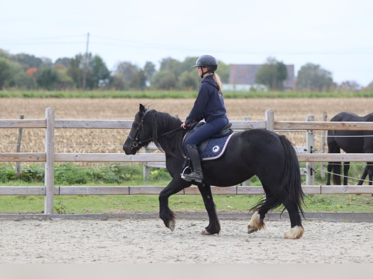 Gypsy Horse Mare 5 years 13,2 hh Black in Bogaarden