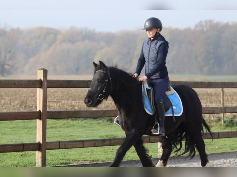 Gypsy Horse Mare 5 years 13,2 hh Black in Bogaarden