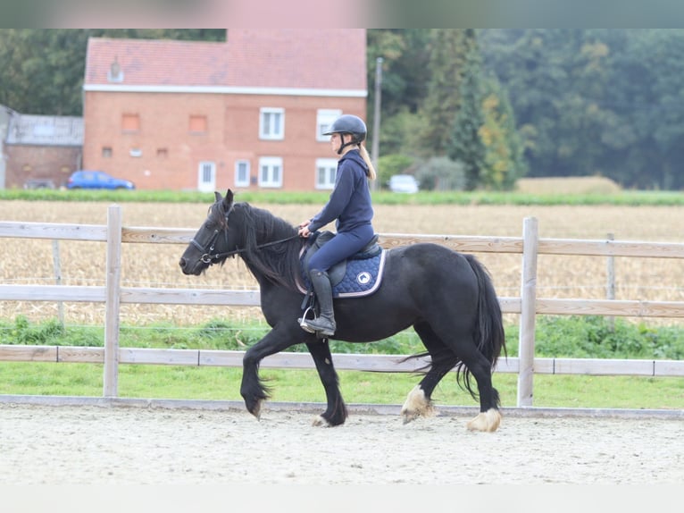 Gypsy Horse Mare 5 years 13,2 hh Black in Bogaarden
