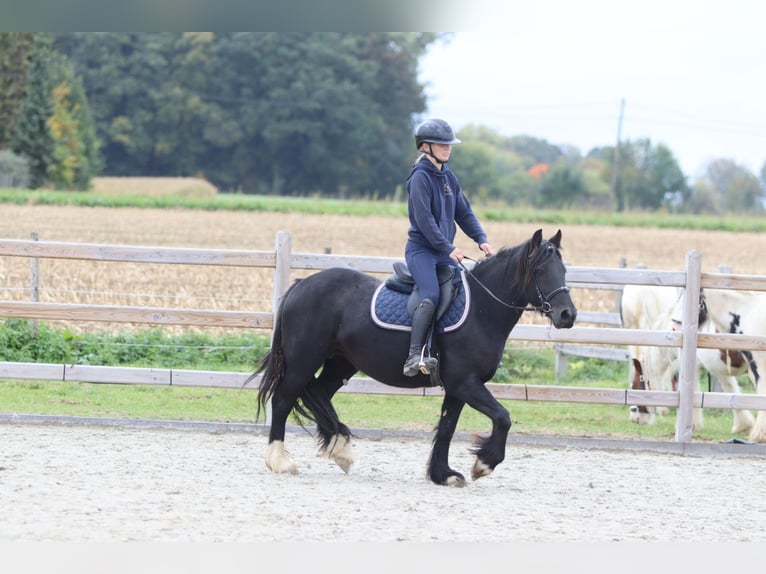 Gypsy Horse Mare 5 years 13,2 hh Black in Bogaarden