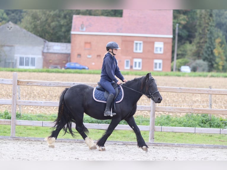 Gypsy Horse Mare 5 years 13,2 hh Black in Bogaarden