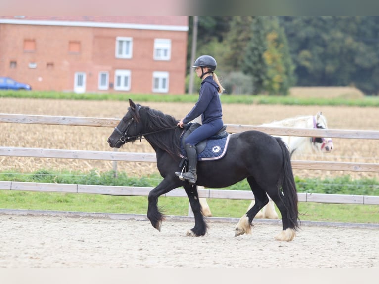 Gypsy Horse Mare 5 years 13,2 hh Black in Bogaarden