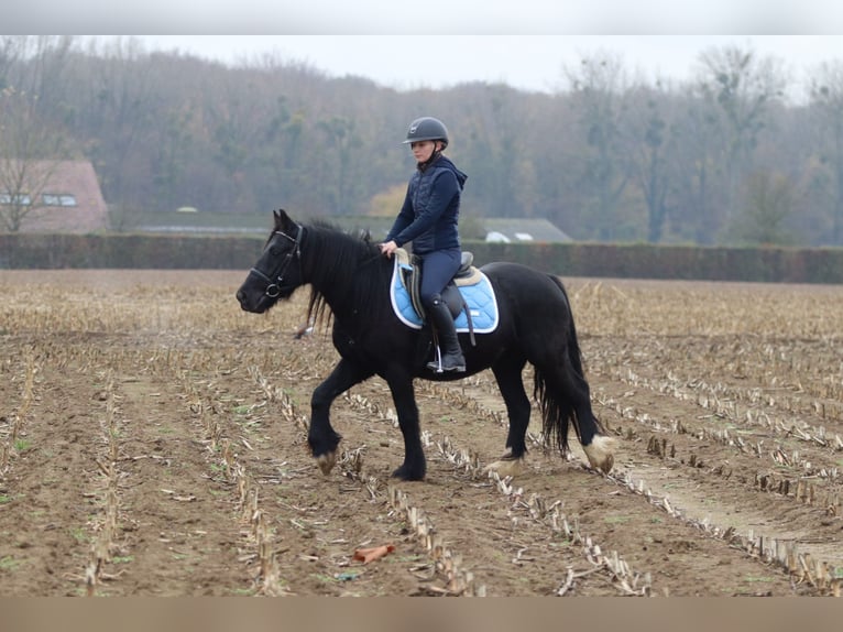 Gypsy Horse Mare 5 years 13,2 hh Black in Bogaarden