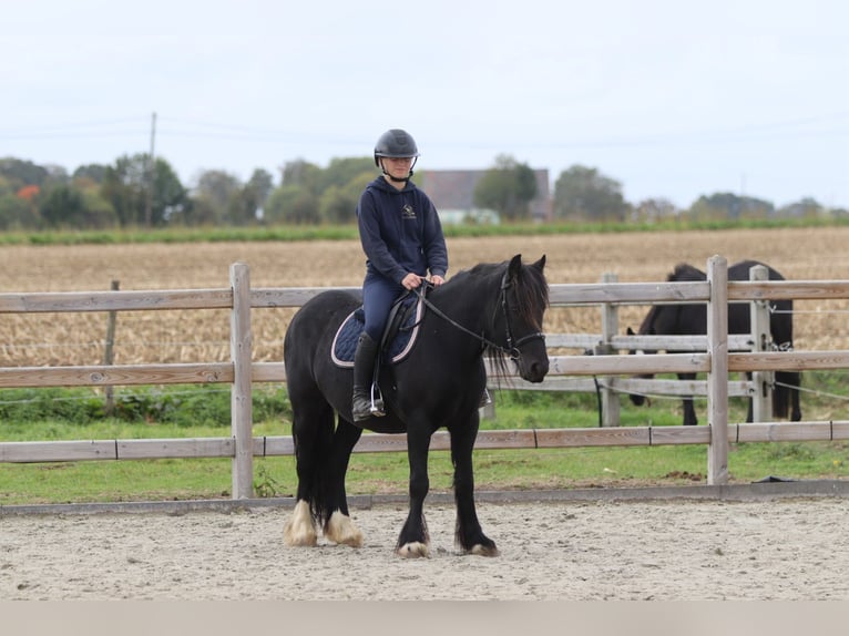 Gypsy Horse Mare 5 years 13,2 hh Black in Bogaarden