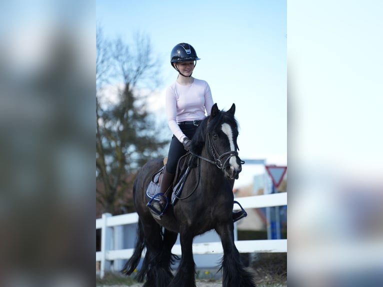 Gypsy Horse Mare 5 years 13,2 hh Black in Wächtersbach