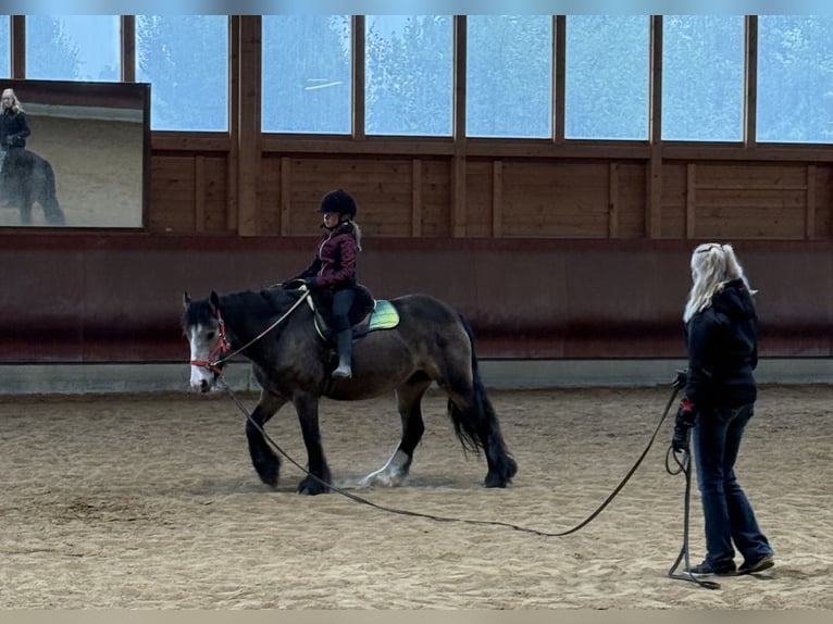 Gypsy Horse Mare 5 years 13,2 hh Buckskin in Achstetten