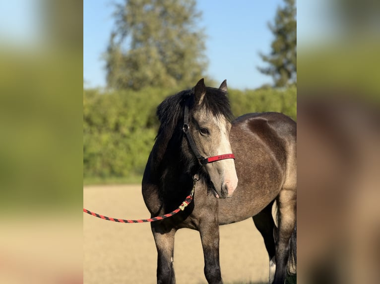 Gypsy Horse Mare 5 years 13,2 hh Buckskin in Achstetten