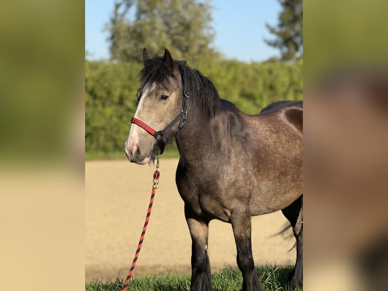 Gypsy Horse Mare 5 years 13,2 hh Buckskin in Achstetten