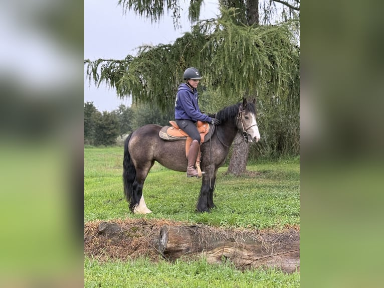 Gypsy Horse Mare 5 years 13,2 hh Buckskin in Achstetten