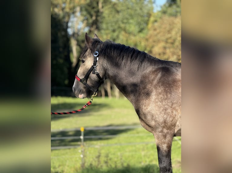 Gypsy Horse Mare 5 years 13,2 hh Buckskin in Achstetten