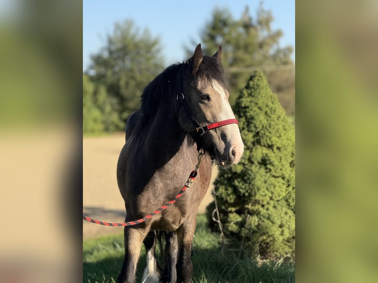 Gypsy Horse Mare 5 years 13,2 hh Buckskin in Achstetten