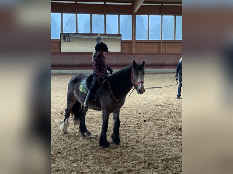 Gypsy Horse Mare 5 years 13,2 hh Buckskin in Achstetten