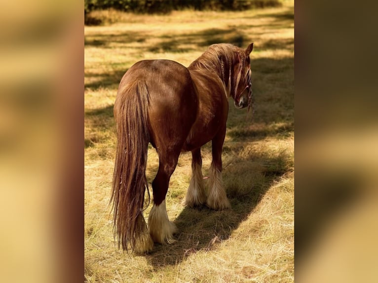Gypsy Horse Mare 5 years 13,2 hh Chestnut in De Soto