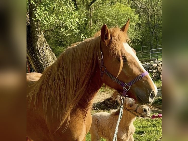 Gypsy Horse Mare 5 years 13,2 hh Chestnut in De Soto