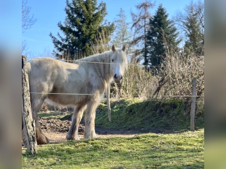 Gypsy Horse Mare 5 years 13,2 hh Palomino in Halver