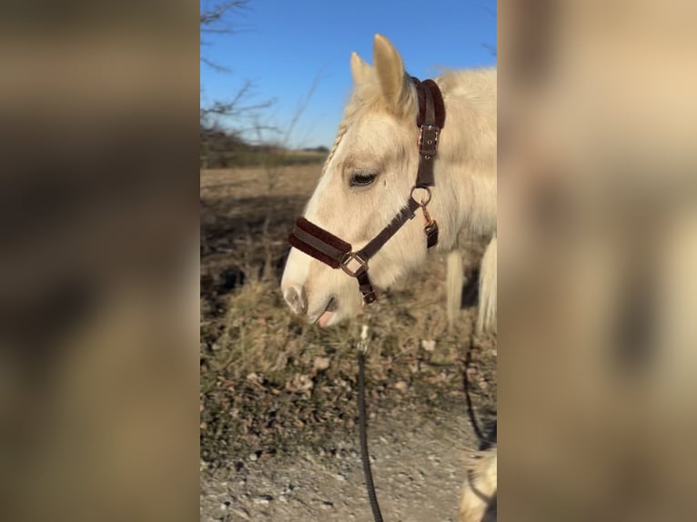 Gypsy Horse Mare 5 years 13,2 hh Palomino in Halver