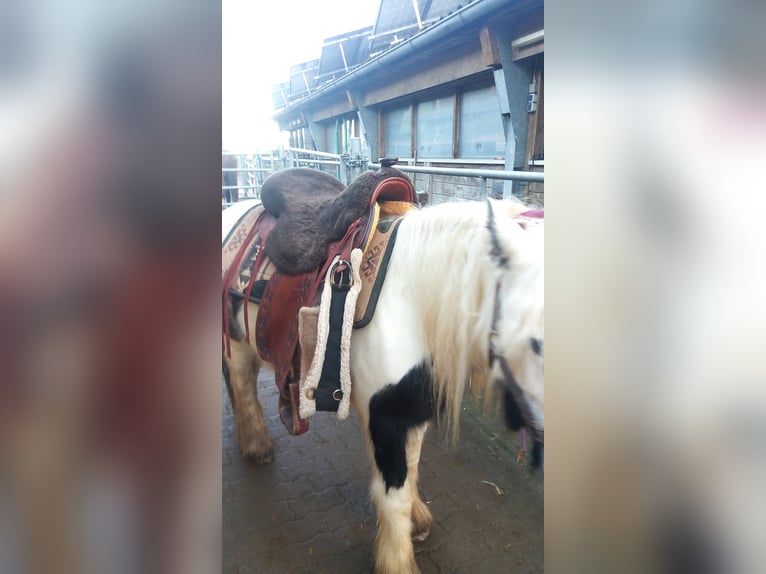 Gypsy Horse Mare 5 years 13,2 hh Pinto in Buchheim