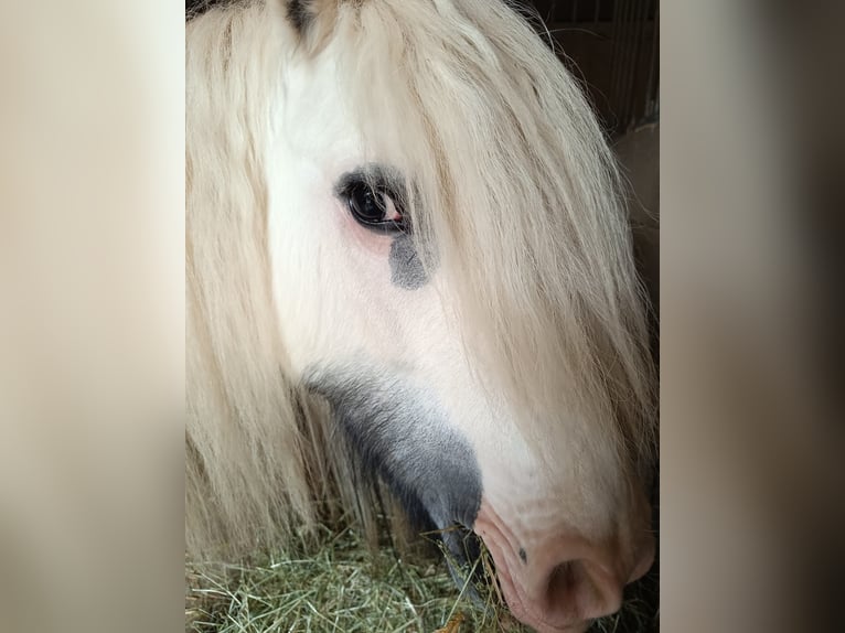 Gypsy Horse Mare 5 years 13,2 hh Pinto in Buchheim