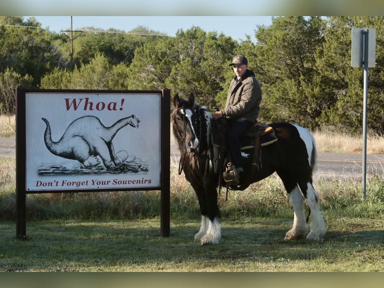Gypsy Horse Mare 5 years 13,3 hh Pinto in Dublin