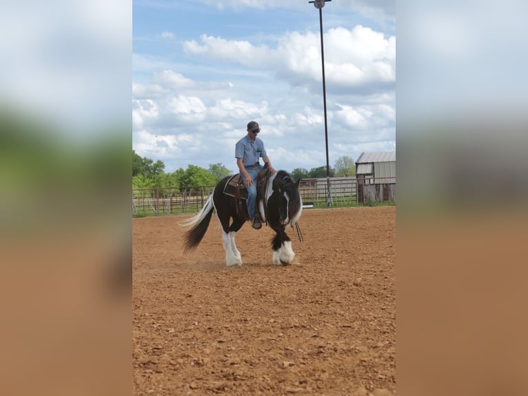 Gypsy Horse Mare 5 years 13,3 hh Pinto in Dublin