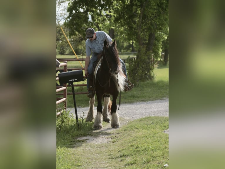 Gypsy Horse Mare 5 years 13,3 hh Pinto in Dublin