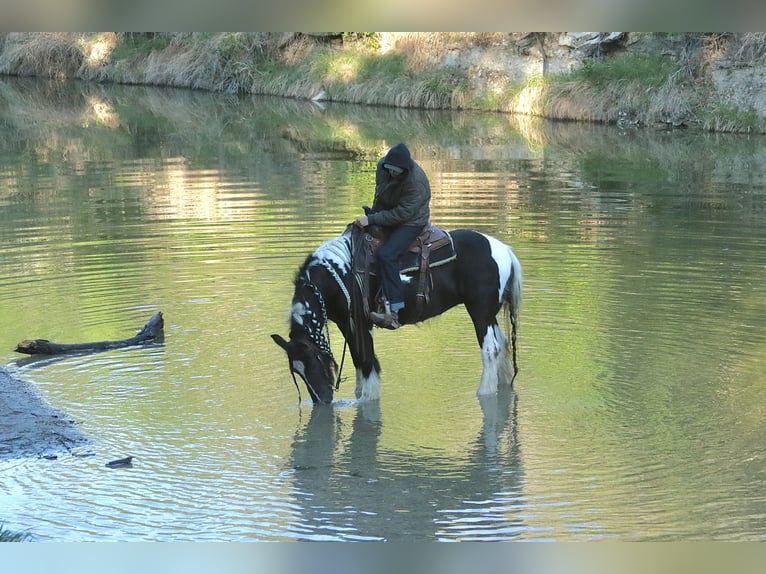 Gypsy Horse Mare 5 years 13,3 hh Pinto in Dublin