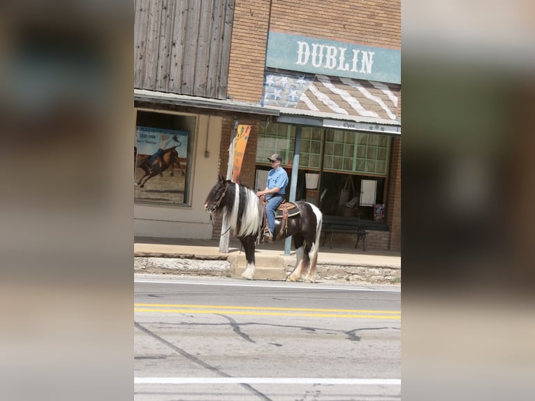 Gypsy Horse Mare 5 years 13,3 hh Pinto in Dublin