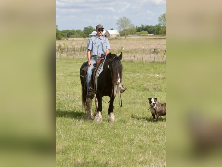Gypsy Horse Mare 5 years 13,3 hh Pinto in Dublin