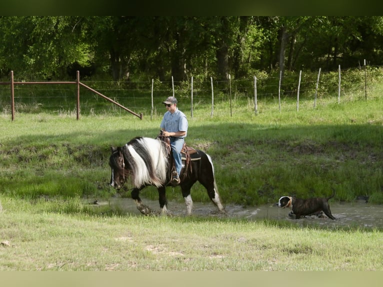 Gypsy Horse Mare 5 years 13,3 hh Pinto in Dublin