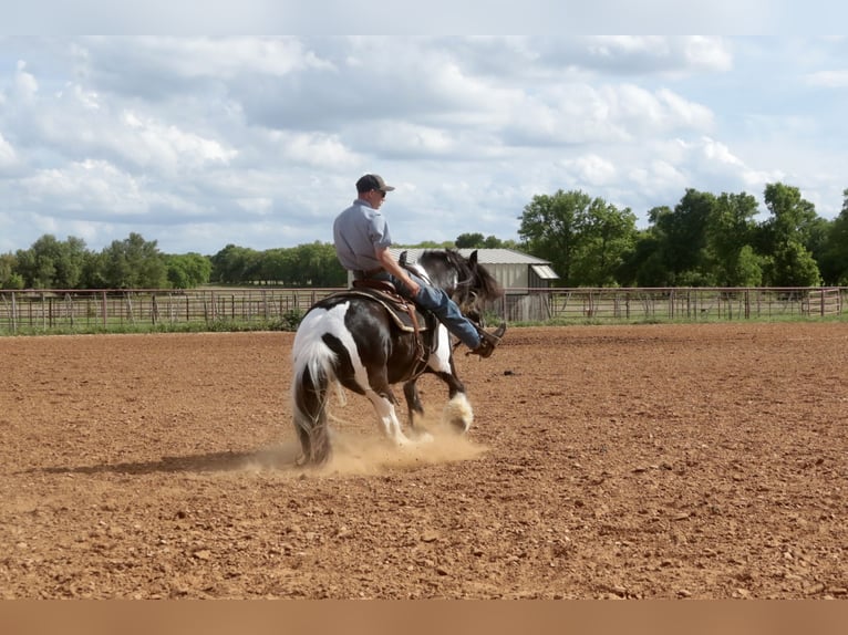 Gypsy Horse Mare 5 years 13,3 hh Pinto in Dublin