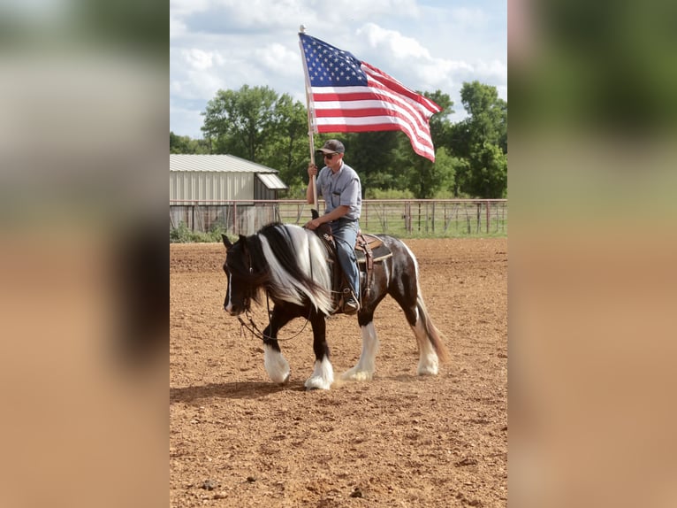 Gypsy Horse Mare 5 years 13,3 hh Pinto in Dublin