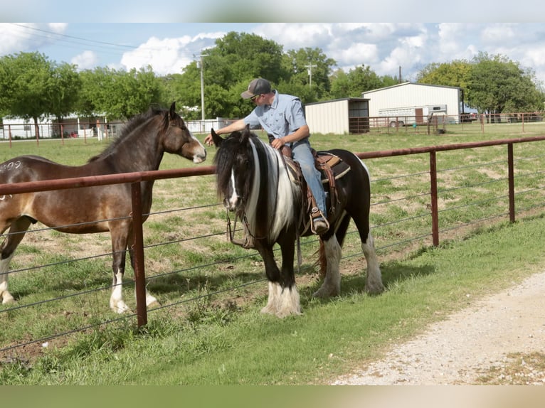 Gypsy Horse Mare 5 years 13,3 hh Pinto in Dublin