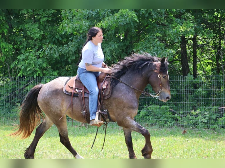Gypsy Horse Mare 5 years 14.1 hh Bay in Howell, MI