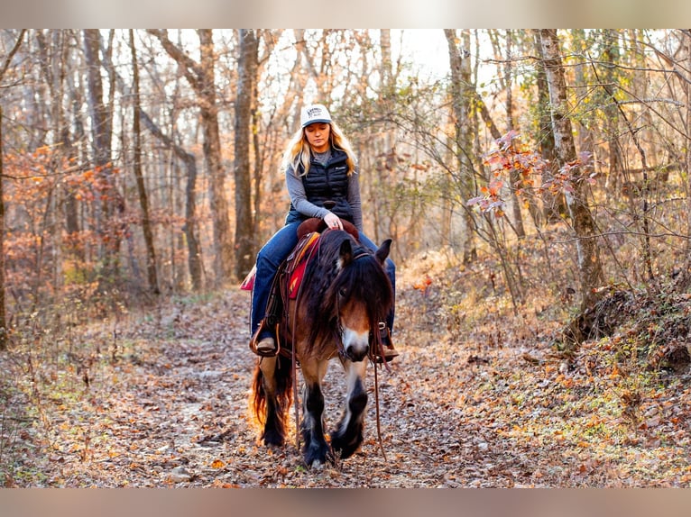 Gypsy Horse Mare 5 years 14,1 hh Bay in Santa Fe