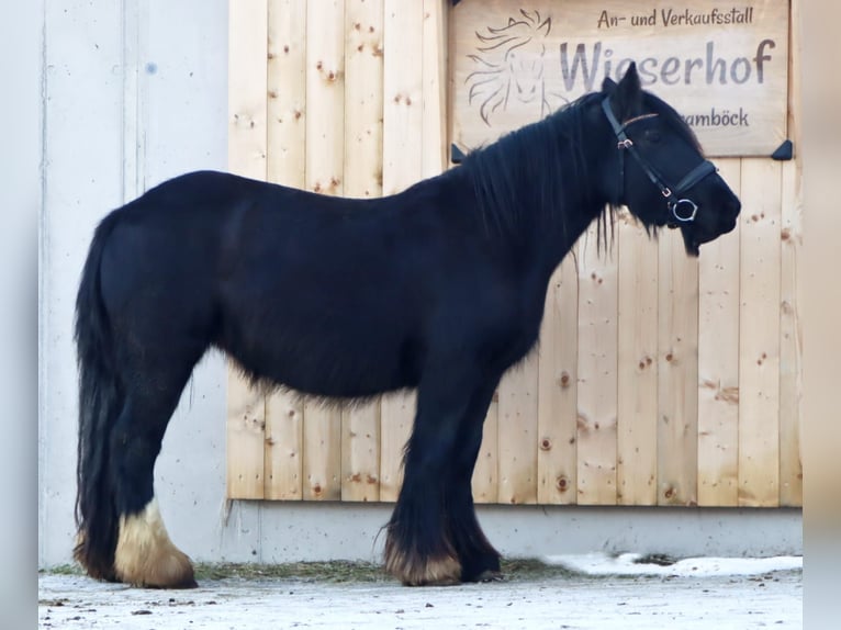 Gypsy Horse Mare 5 years 14,1 hh Black in Kirchbichl