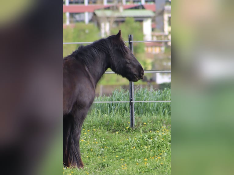 Gypsy Horse Mare 5 years 14,1 hh Black in Kirchbichl