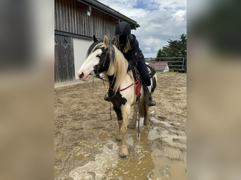 Gypsy Horse Mare 5 years 14,1 hh Pinto in Daleiden