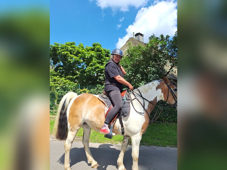 Gypsy Horse Mix Mare 5 years 14,1 hh Pinto in Lohne (Oldenburg)