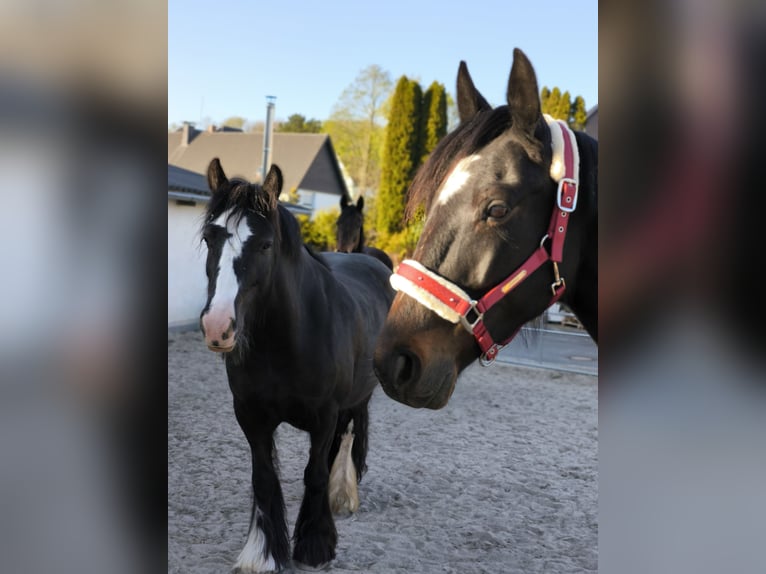 Gypsy Horse Mare 5 years 14.2 hh Black in Rüthen